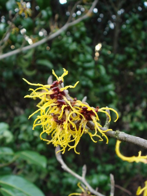 Hamamelis japonica Arborea' fleur P28
